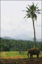 elefant-palm.jpg
