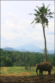 maragahawewa-elefant.jpg